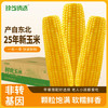 珍谷诱惑 黄糯玉米10支2.4kg 粗粮代餐零食