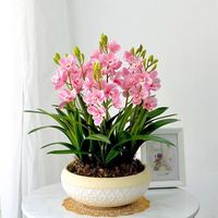 玫绚特大颗文心兰开花香养不死室内盆栽绿植花卉净化空气 粉红色 1苗 带懒人盆