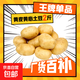  京喜加 新鲜黄心土豆农家自种黄皮马铃薯黄心洋芋新鲜蔬菜 2斤　