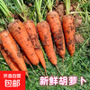 京喜 新鲜胡萝卜现挖带泥当季农家自种脆爽多汁水果蔬菜超市直播间同款 新鲜胡萝卜 带箱2斤