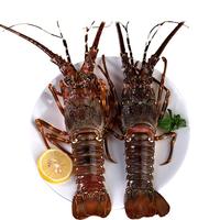 鲜京采越南鲜活小青龙龙虾300-400克/只源头直发 300-400g