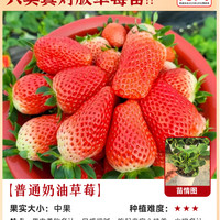 移动端、88VIP：临雅 草莓苗秧盆栽优质奶油四季结果脱毒玄玉草莓新苗特大号批发果树苗