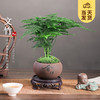 开时果 KaiShiguo Plants 文竹盆栽桌面摆件盆景 文竹（舍得紫砂盆+苔藓+底座）