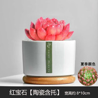 绿荫巷子 多肉植物组合套餐肉肉室内植物办公室电脑桌面盆栽好养活小盆栽