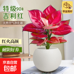 京喜 吉利红土培如意皇后绿植桌面花卉植物办公室内客厅吸甲醛盆栽好养 精品吉利红