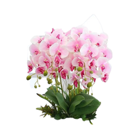 听雪楼大花蝴蝶兰盆栽花苗植物绿植盆景 淡紫色 3年苗【带螺纹盆】