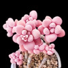 多肉植物带盆绿植花卉盆栽贵货老桩群生玉树玉露仙人掌精品肉肉 桃蛋老桩双头5-6cm