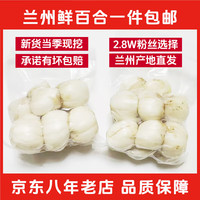 小马乐活 2025年新货 甘肃特产 兰州鲜百合 蔬菜甜百合 现挖现发 量贩家庭装12-15头