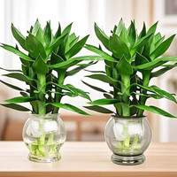 恰意观音竹富贵竹水培植物带根花卉绿植绿萝室内盆栽转运竹带花瓶好养 观音竹6颗+烟灰/透明鱼缸塑制瓶2个+营养液