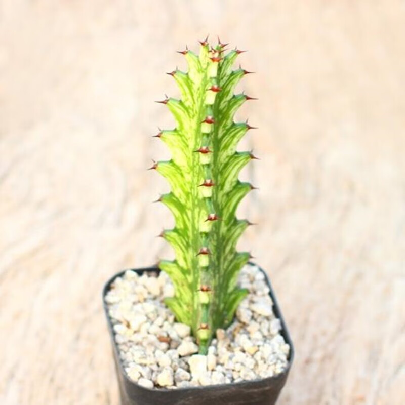 意轩仙人柱仙人掌科仙人球多肉植物盆栽开花办公室实生 巴西龙骨锦7-9cm高