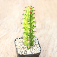 意轩仙人柱仙人掌科仙人球多肉植物盆栽开花办公室实生 巴西龙骨锦7-9cm高