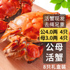 乾澄 大闸蟹现货 公蟹4.0两母蟹3.0两 8只4对 特大鲜活螃蟹水产海鲜礼盒装