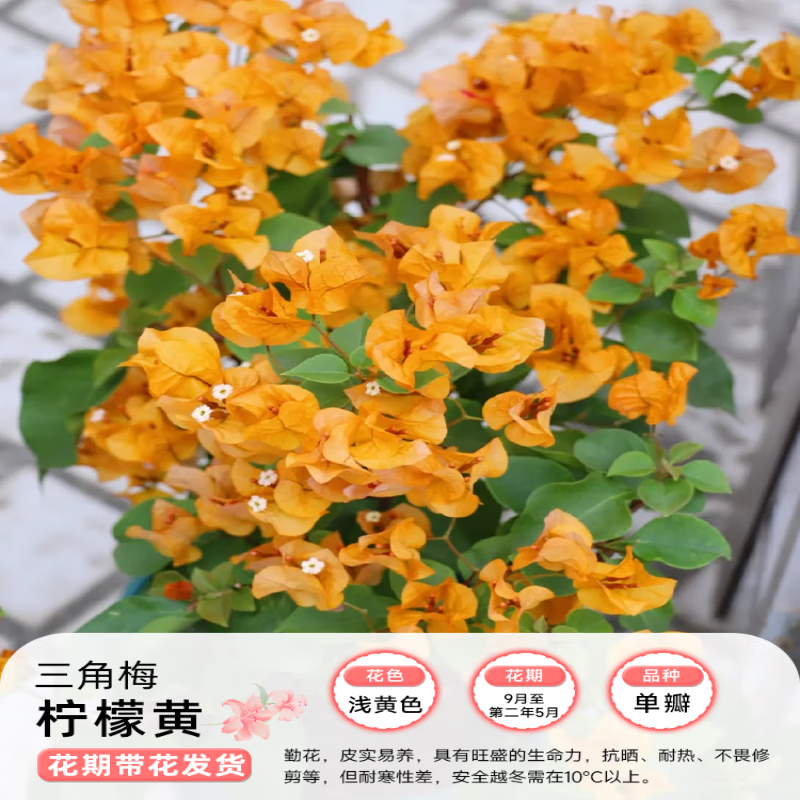 爱你一万年不甜西瓜三角梅盆栽带花苞重瓣四季开花耐寒耐冻适合冬天养的花卉 柠檬黄三角梅大苗（带花）+送肥料