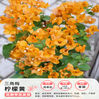 爱你一万年不甜西瓜三角梅盆栽带花苞重瓣四季开花耐寒耐冻适合冬天养的花卉 柠檬黄三角梅大苗（带花）+送肥料