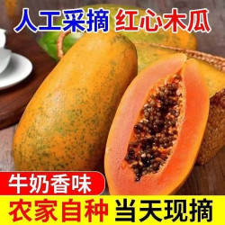 妃多多 广西红心冰糖木瓜新鲜水果冰糖心应当季大青木瓜下奶整箱批发