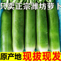 水果萝卜甜脆水果型顺丰包邮潍坊萝卜潍县沙地青萝卜10斤新鲜生吃