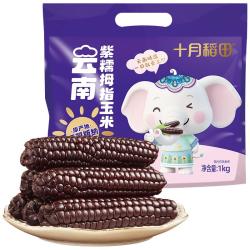 十月稻田 云南紫拇指玉米 2斤(14~22根)  儿童早餐