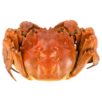 【活蟹】江问鱼 鲜活大闸蟹螃蟹全母足斤足两生鲜2.3-2.6两 8只装 源头直发 全母蟹2.3-2.6两 8只装