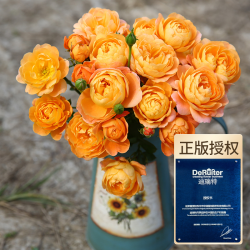 天狼 Tianlang 天狼 幻紫果汁阳台花卉盆栽 1.2升