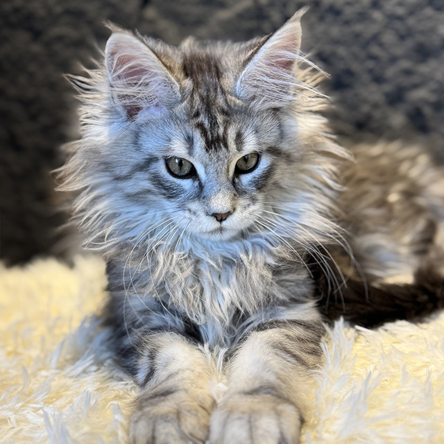 重量天花板级的人物，大冠军的后裔，银虎斑弟弟