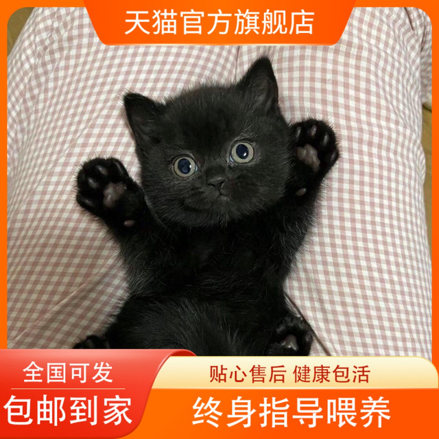 移动端：中华田园猫网红黑可爱温顺狸猫纯黑白幼崽招财猫正宗梨花猫鼠黑猫