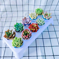 精品多肉植物稀有品种多肉组合大颗好养肉肉小绿植花卉室内盆栽 含盆