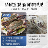 【鲜活】青岛梭子蟹新鲜海捕上岸鲜活大螃蟹飞蟹母蟹生鲜蟹类 鲜活速冻-特大梭子蟹2斤【4-6只】