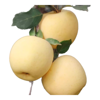 京地达烟台黄金奶油富士苹果 净重4.5斤 单果170g起 生鲜源头直发