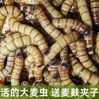 HF大麦虫活体面包虫黄粉虫龙鱼乌龟守宫蜥蜴蜘蛛鸟宠物饲料包成活率 200条大麦虫(5厘米)送麦麸镊子