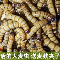 HF大麦虫活体面包虫黄粉虫龙鱼乌龟守宫蜥蜴蜘蛛鸟宠物饲料包成活率 2斤大麦虫(5厘米)送麦麸镊子