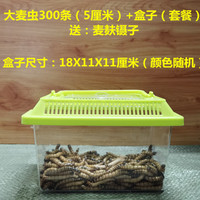 HF大麦虫活体面包虫黄粉虫龙鱼乌龟守宫蜥蜴蜘蛛鸟宠物饲料包成活率 300条大麦虫+养殖盒