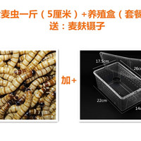 HF大麦虫活体面包虫黄粉虫龙鱼乌龟守宫蜥蜴蜘蛛鸟宠物饲料包成活率 1斤大麦虫+有盖养殖盒