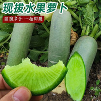 生果乐水果萝卜甜脆型萝卜新鲜正宗青萝天津沙窝绿萝卜生吃