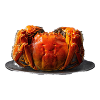 【活蟹】丰胥太湖鲜活大闸蟹 公蟹母蟹 公4.9-5.1两 母3.4-3.6两 5对10只 礼盒装 太湖大闸蟹