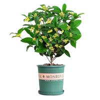 湃点桂花树苗四季桂盆栽室内花卉植物四季桂+白色条纹盆 源头直发 四季桂+白色条纹盆/高约40-60CM