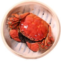 【活蟹】乾澄大闸蟹 全母蟹3.1-3.4两 10只 鲜活螃蟹生鲜河蟹中秋礼盒装