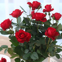 景郁春 JIRYUCUR 玫瑰花苗 40厘米大花月季花苗 盆栽