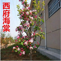 海棠树苗海棠花苗庭院风景绿化苗木盆栽地栽耐寒四季 7公分粗 70cm(含)-79cm(含) 海棠苗