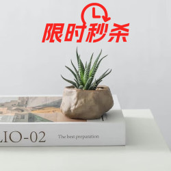 墨一 万重山盆栽红太阳 多肉植物室内绿植花卉盆景 十二卷+海岛礁石盆