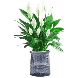 花财主 盆栽懒人好养绿植组合办公室内水培小盆栽花卉净化空气植物绿萝 特级白掌带花+肥料