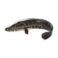 片言片鱼 千岛湖生态黑鱼 大乌鱼蛇头鱼 活鱼现杀 酸菜黑鱼片 海鲜水产 净膛后800g【宰杀前2斤/条】