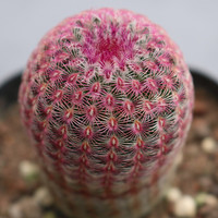 迎虞花苑实生无刺球球可爱仙人球奇异稀有多肉植物开花组合办公室花卉盆栽 中号红太阳5-6厘米