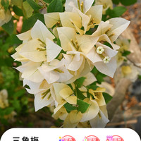 精品卡亚塔三角梅大苗盆栽苗带花室内阳台四季开花卉爬藤植物老桩