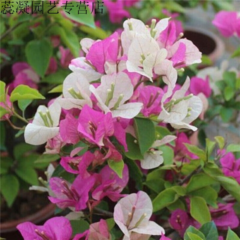 垣栀三角梅树苗盆栽室内阳台爬藤植物勒杜鹃花苗重瓣大苗庭院