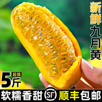 甘福园 九月黄新鲜水果5斤应季野生拿麻藤包牛卵坨八月瓜木通果顺丰包邮3