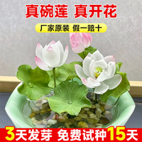 临雅 碗莲种子10粒混色原装