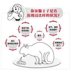 皇家 呵护肠胃消化 成猫肠道全价处方粮