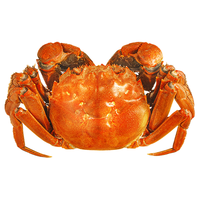 【活蟹】蟹八爷 大闸蟹全母3两-3.3两 8只装 螃蟹鲜活海鲜生鲜礼盒 源头直发 全母蟹3两-3.3两 8只装