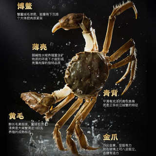 【活蟹】蟹八爷 大闸蟹全母3两-3.3两 8只装 螃蟹鲜活海鲜生鲜礼盒 源头直发 全母蟹3两-3.3两 8只装