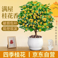湃点 四季桂 盆栽植物 40-60CM 白色条纹盆